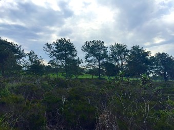 View of Torrey Pines North Course from South Fork Trail in the Torrey Pines State Natural Reserve. Mandatory Photo Credit David Frerker.